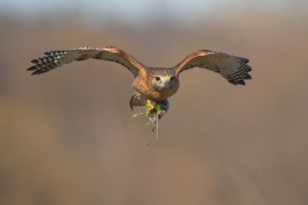 Red Shouldered Hawk Flying by Alex Li — canvas wall art