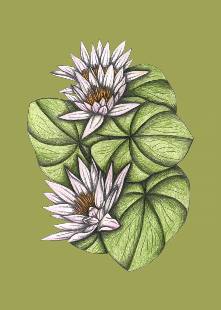 Graceful Water Lilies by Cecilia Battaini — canvas wall art