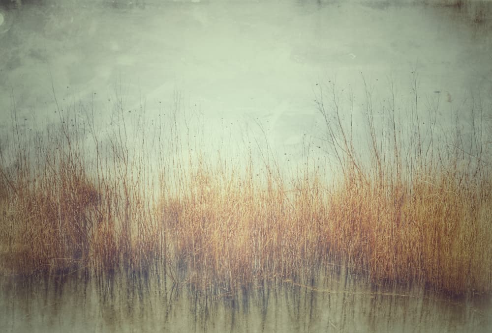Hazy Golden Field by Frank Bruynseraede — canvas wall art