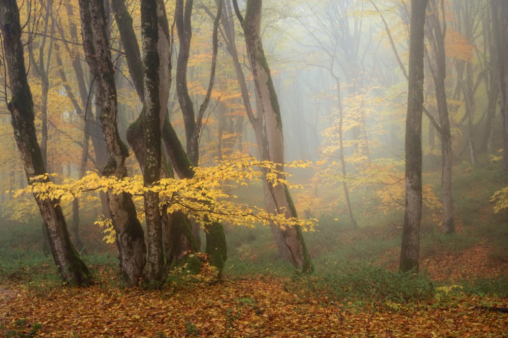 Misty Autumn Forest by Ali Fallahzadeh — canvas wall art