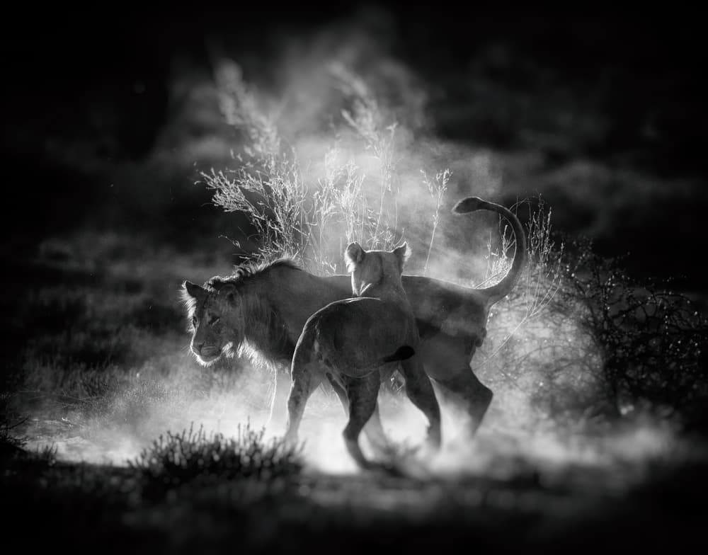 Lions In Dusty Light by Jaco Marx — canvas wall art