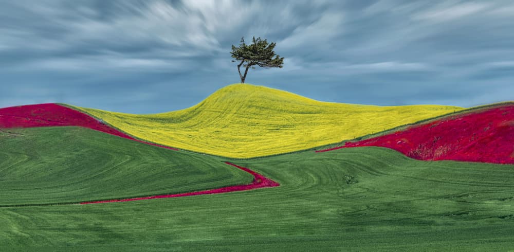 Colorful Hillside Tree by Jiahong Zeng — canvas wall art