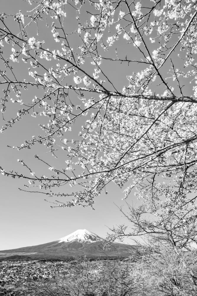 Mount Fuji Cherry Spring by Melanie Viola — canvas wall art