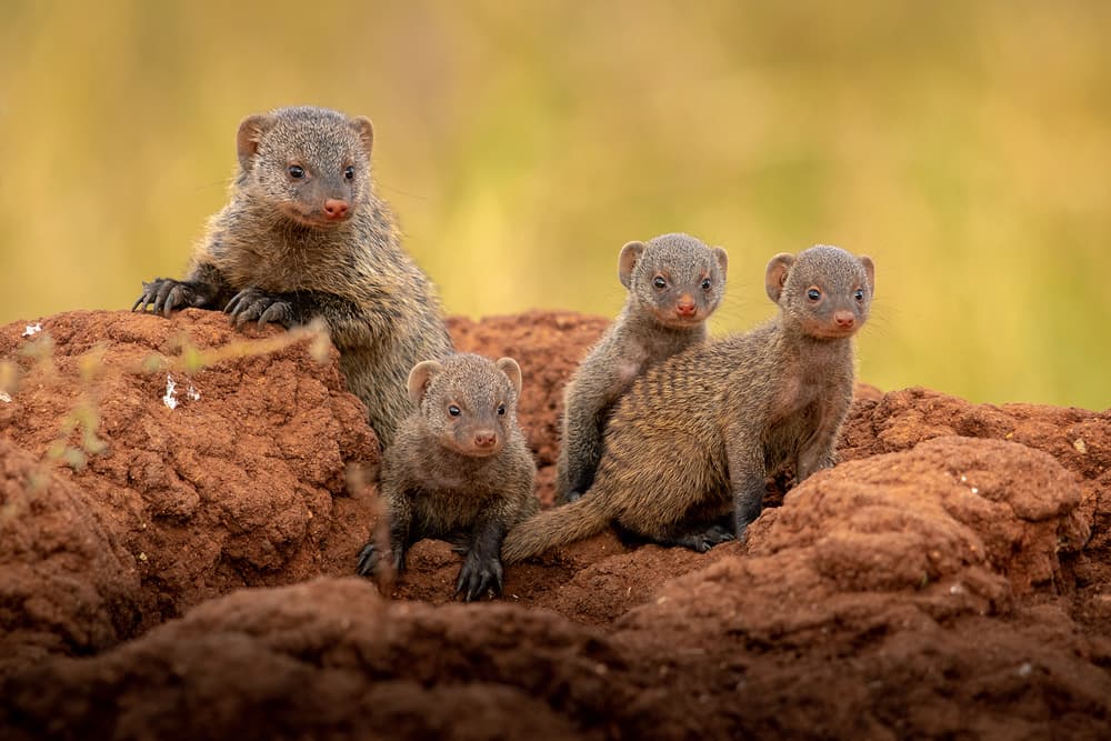 Curious Mongoose Family by Hung Tsui — canvas wall art