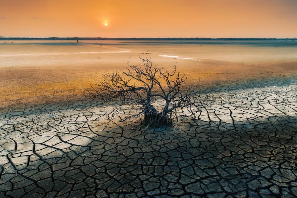Desolate Desert Sunset Tree by MingLun Tsai (蔡明倫) — canvas wall art
