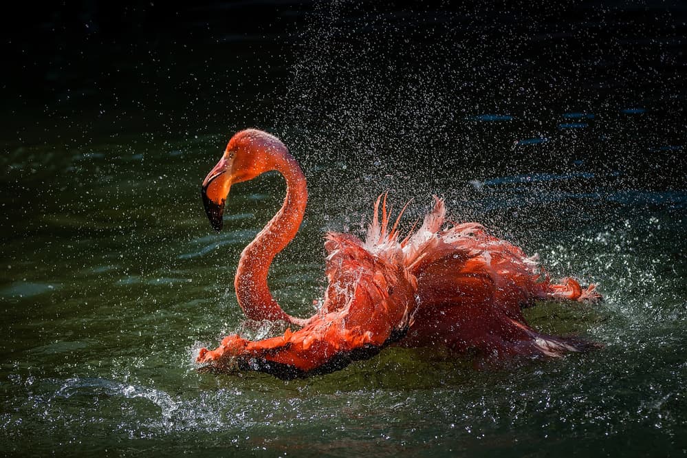 Dynamic Flamingo Splash by David H Yang — canvas wall art