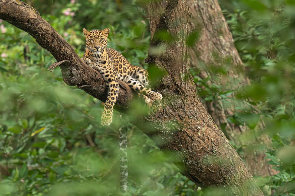 Jungle Leopard Resting by Yogesh Bhatia — canvas wall art