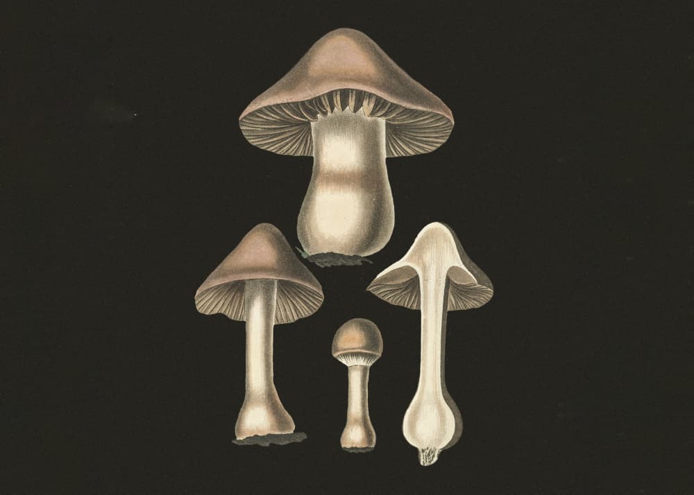 Agaricus Bulbosus  Dark Background by John Stephenson and James Morss Churchill — canvas wall art