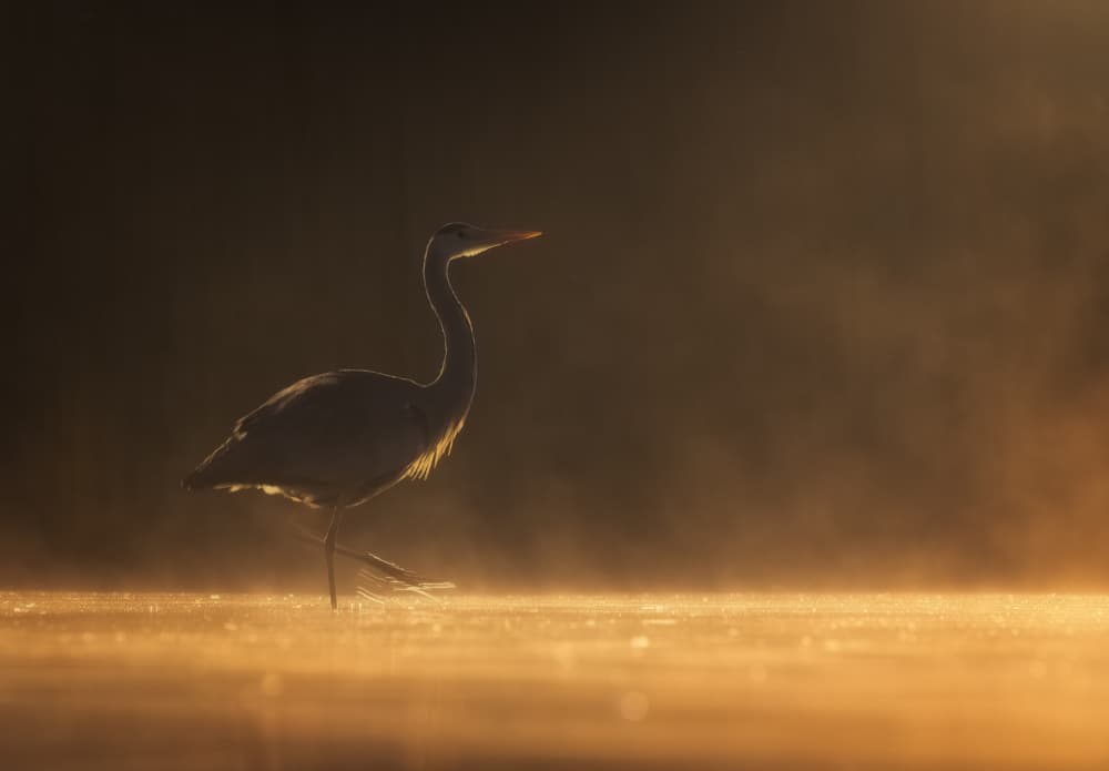 Heron in Golden Mist by Corry DeLaan — canvas wall art