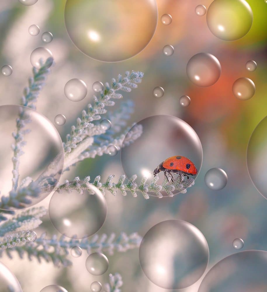 Vibrant Ladybug Drops by Thierry Dufour — canvas wall art