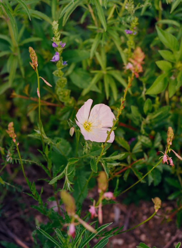 Delicate White Bloom by Bethany Young — canvas wall art