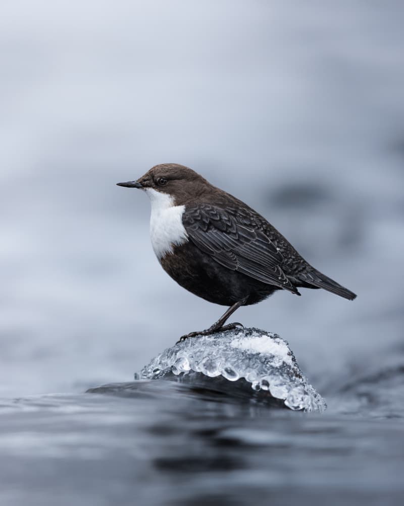 Dipper on Ice by Magnus Renmyr — canvas wall art