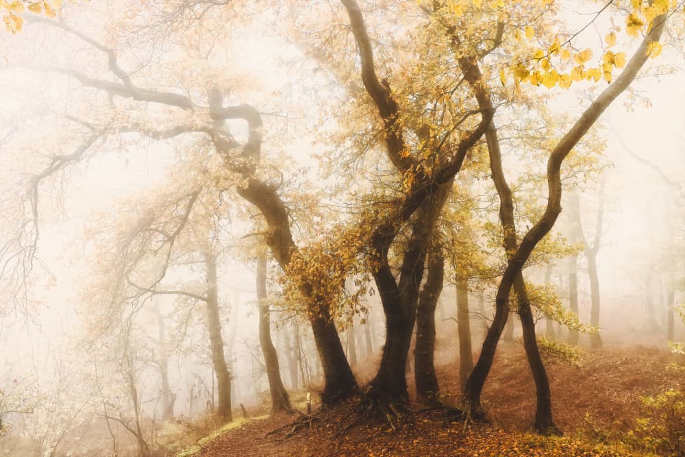Misty Autumn Woods by Hilda van der Lee — canvas wall art