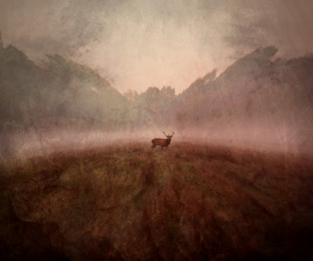Misty Mountain Stag by Robert Fabrowski — canvas wall art