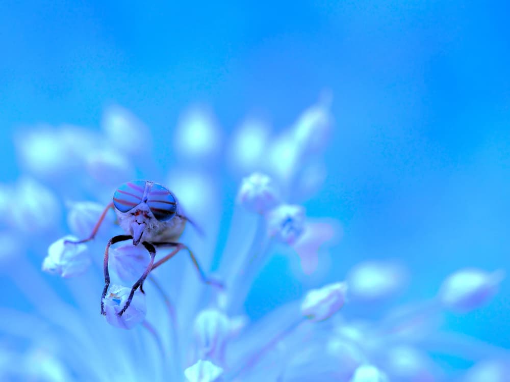 Striped Eyes Blue Fly by Thierry Dufour — canvas wall art