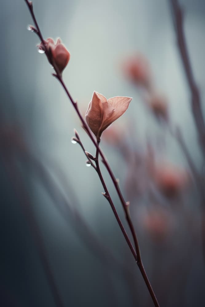 Whispers of Spring by Treechild — canvas wall art