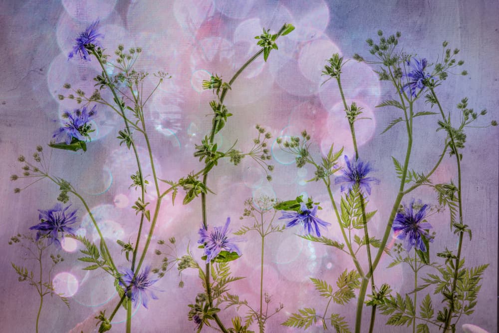 Dreamy Blue Flowers