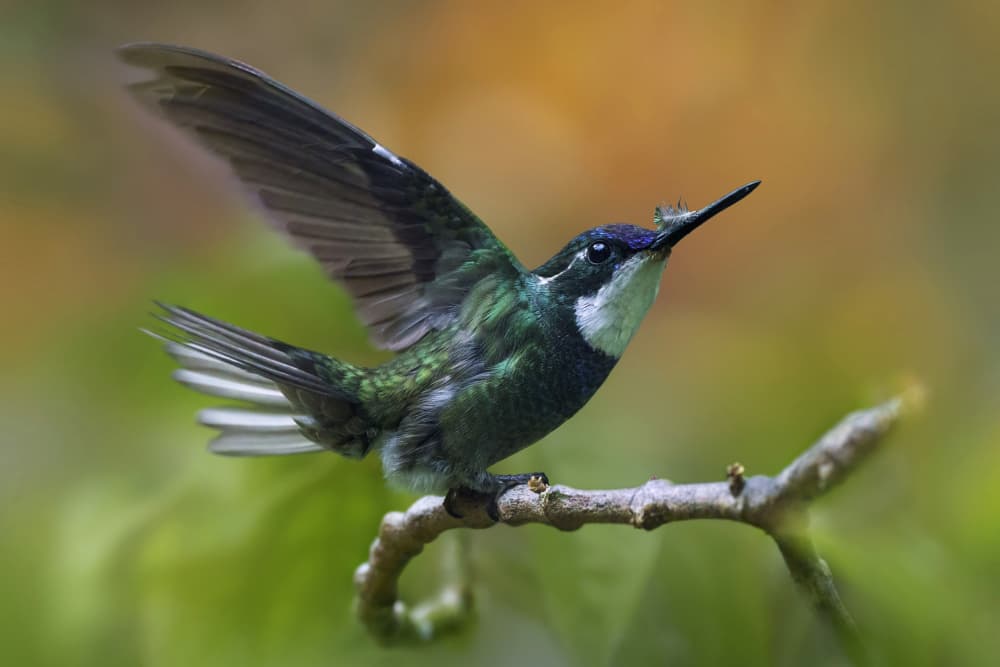 Vibrant Green Hummingbird Perched by Qing Zhao — canvas wall art