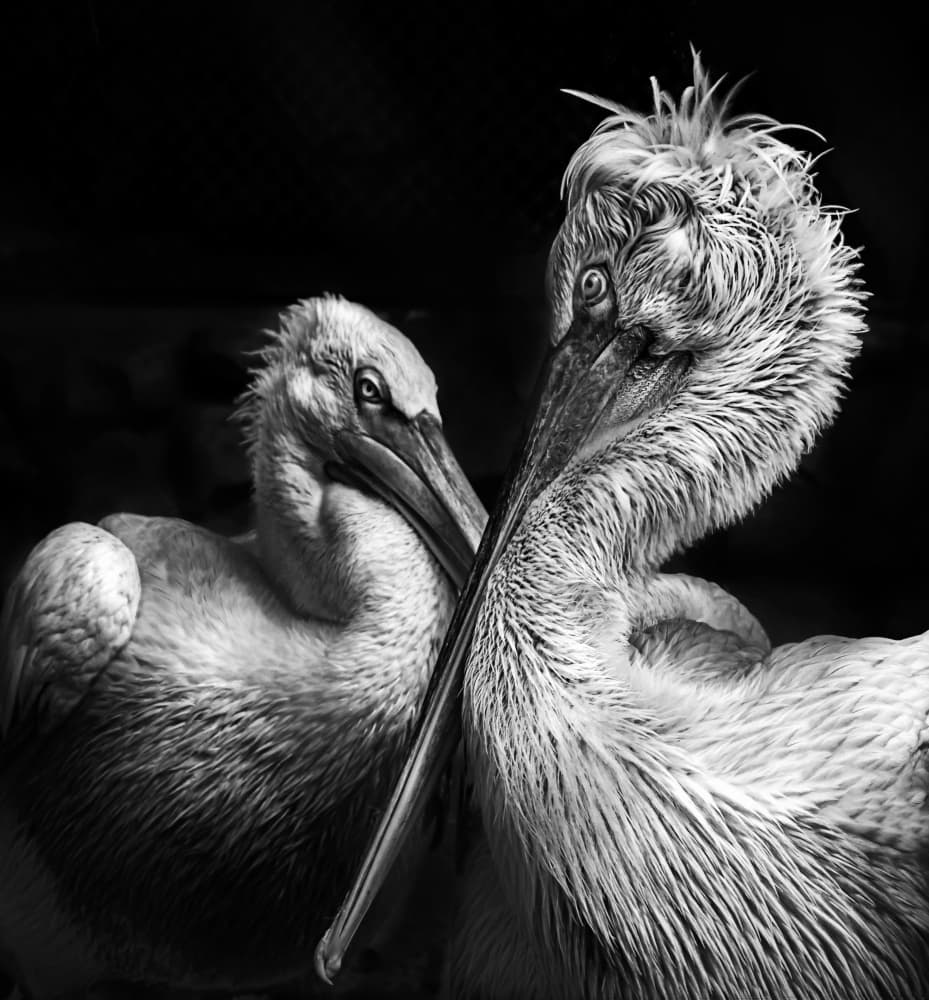 Monochrome Pelican Pair by Anita Singh — canvas wall art