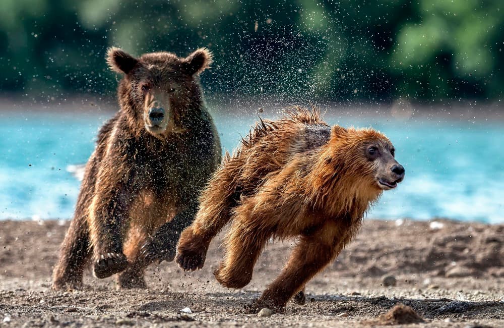 Grizzly Cub Splash Run by Giuseppe DAmico — canvas wall art