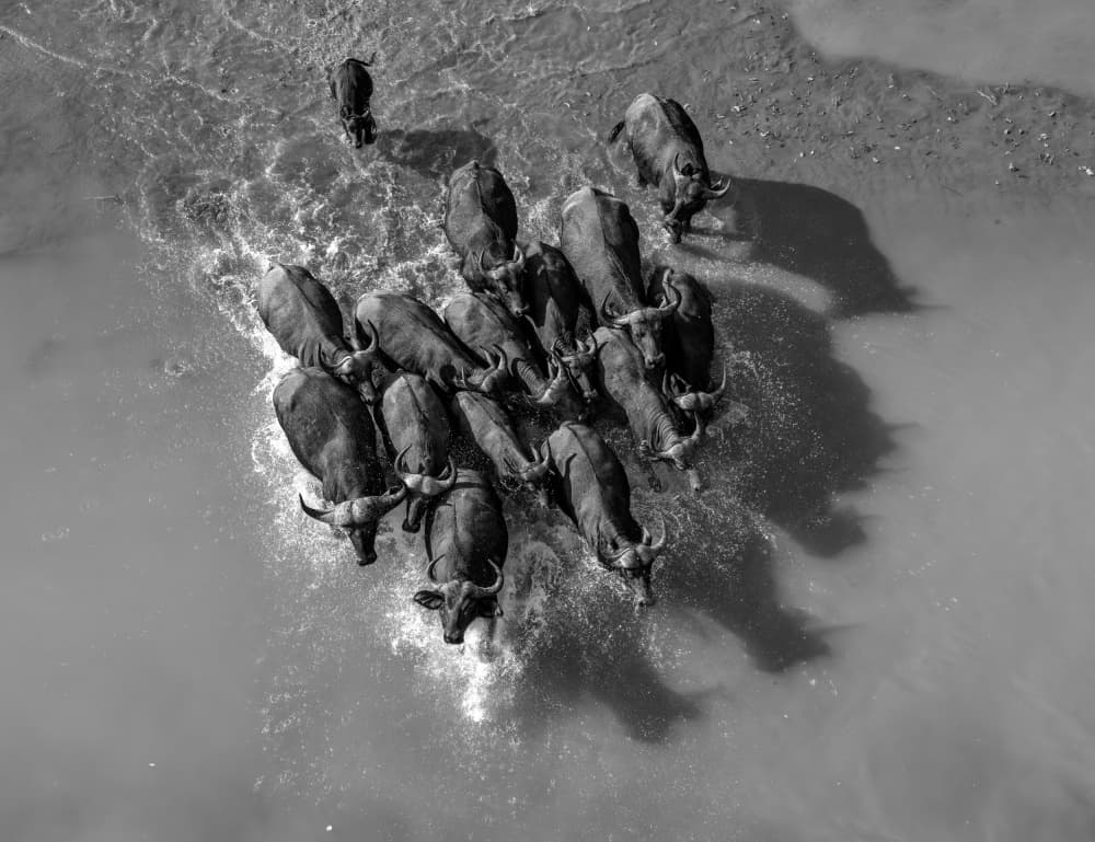 Dynamic Water Buffalo Crossing by MIN LI — canvas wall art
