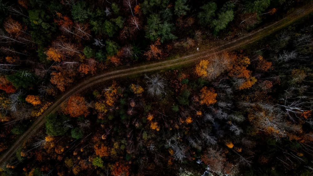 Winding Autumn Forest Road by Stephanie Kleimann — canvas wall art