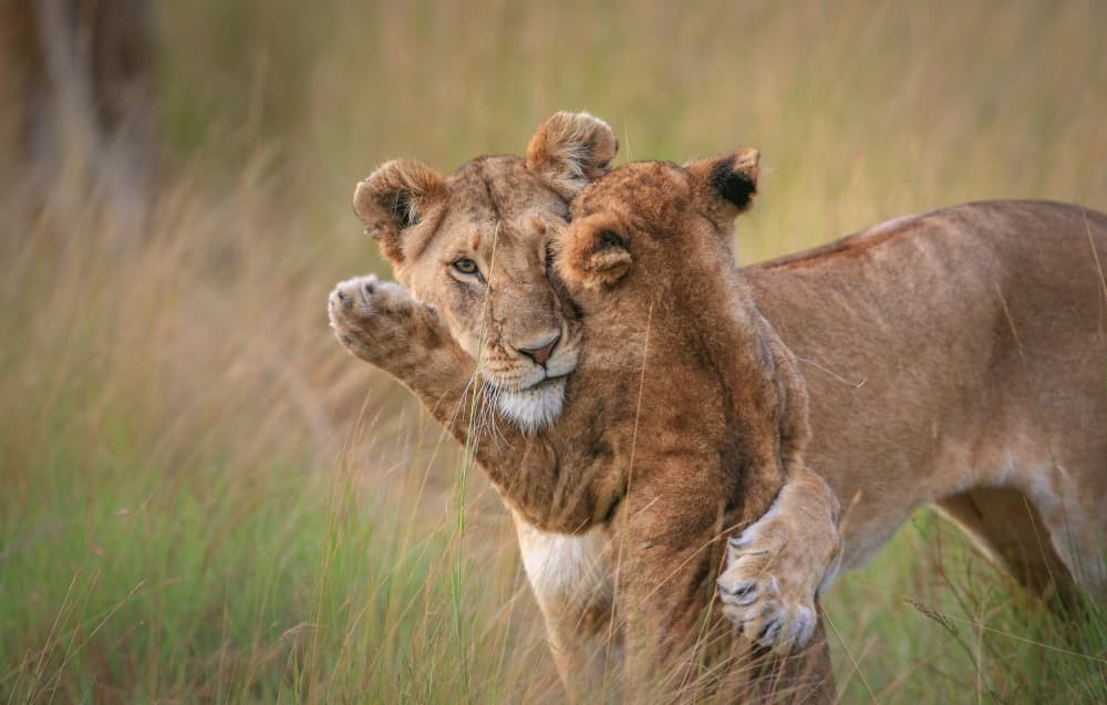African Lion Embrace by Jeffrey C. Sink — canvas wall art