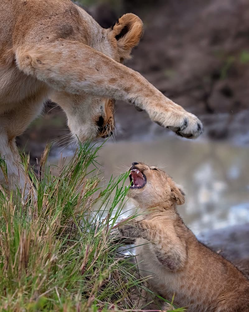 Lioness And Cub Play by Annie Poreider — canvas wall art
