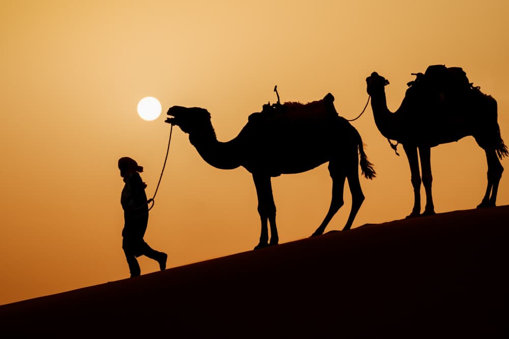 Desert Camel Journey by Adrian — canvas wall art