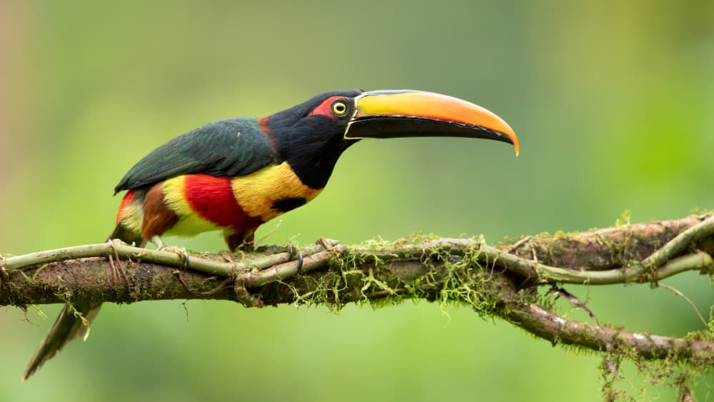 Colorful Tropical Toucan by Milan Zygmunt — canvas wall art