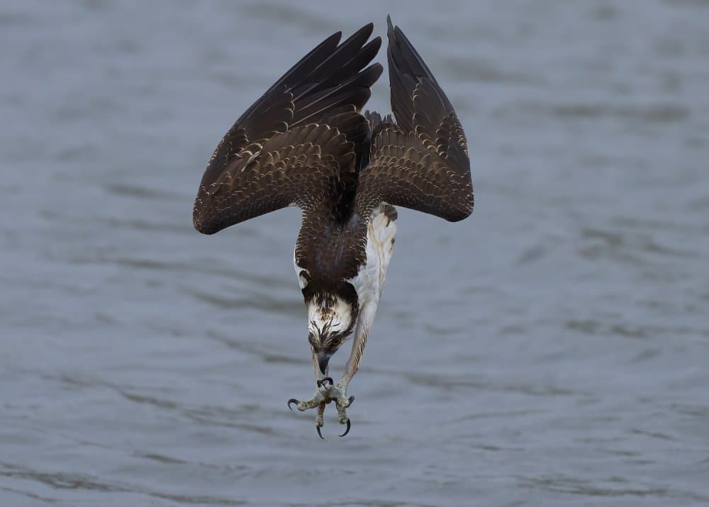 Powerful Osprey Dive by Johnny Chen — canvas wall art