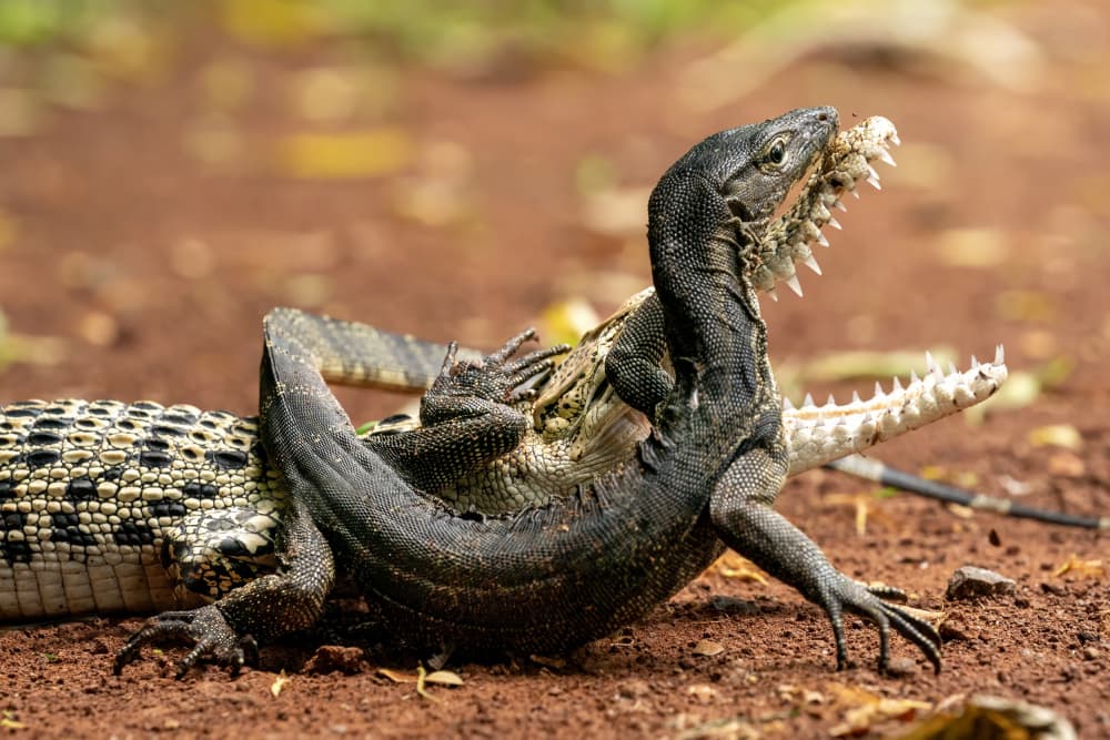 Lizard Eats Crocodile by Ajar Setiadi — canvas wall art