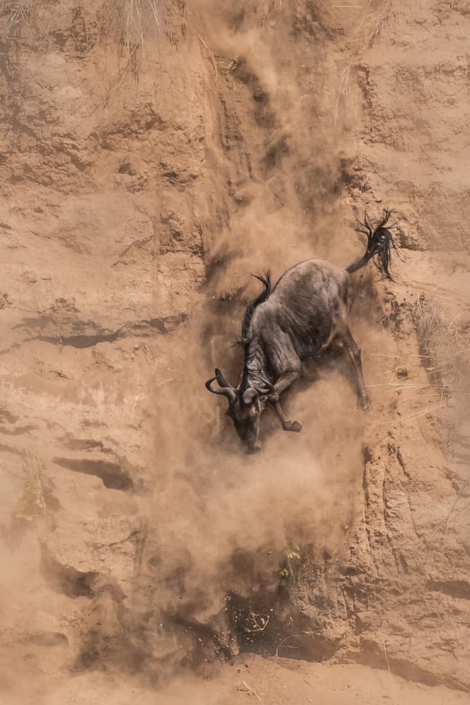Wildebeest Dusty Descent by James Cai — canvas wall art