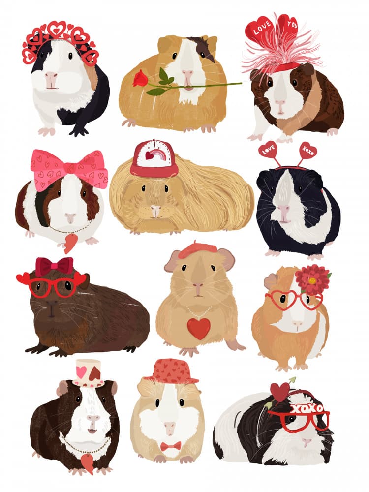 Sweet Guinea Valentines by Hanna Melin — canvas wall art