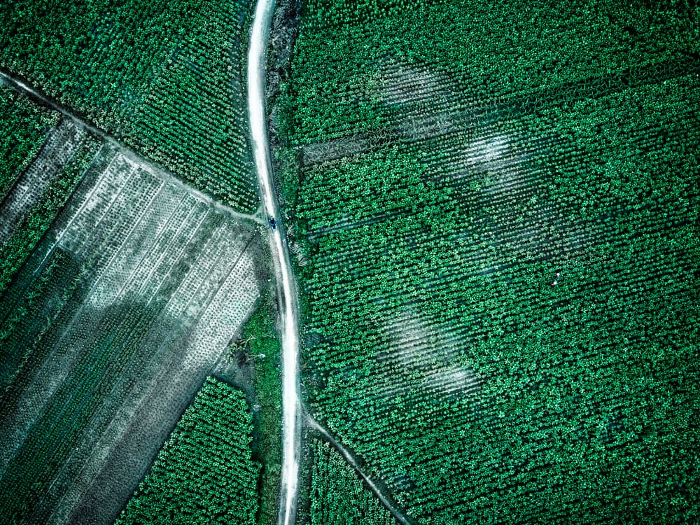 Green Farm Fields by Zhou Chengzhou — canvas wall art