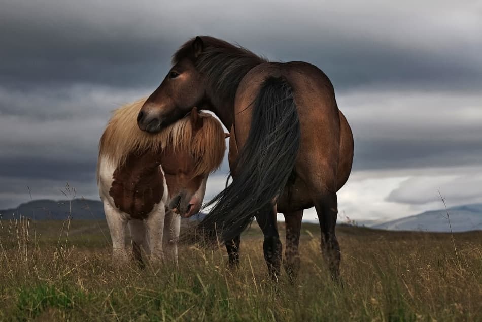 Wild Horses Dark Sky by Bragi Ingibergsson - BRIN — canvas wall art