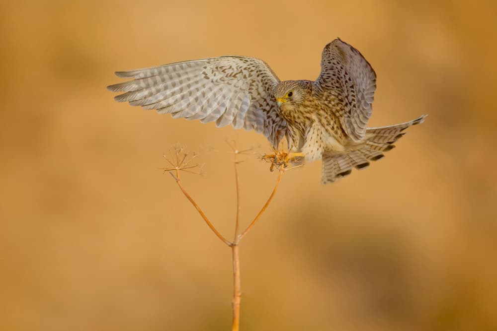 Kestrel Landing by David Manusevich — canvas wall art