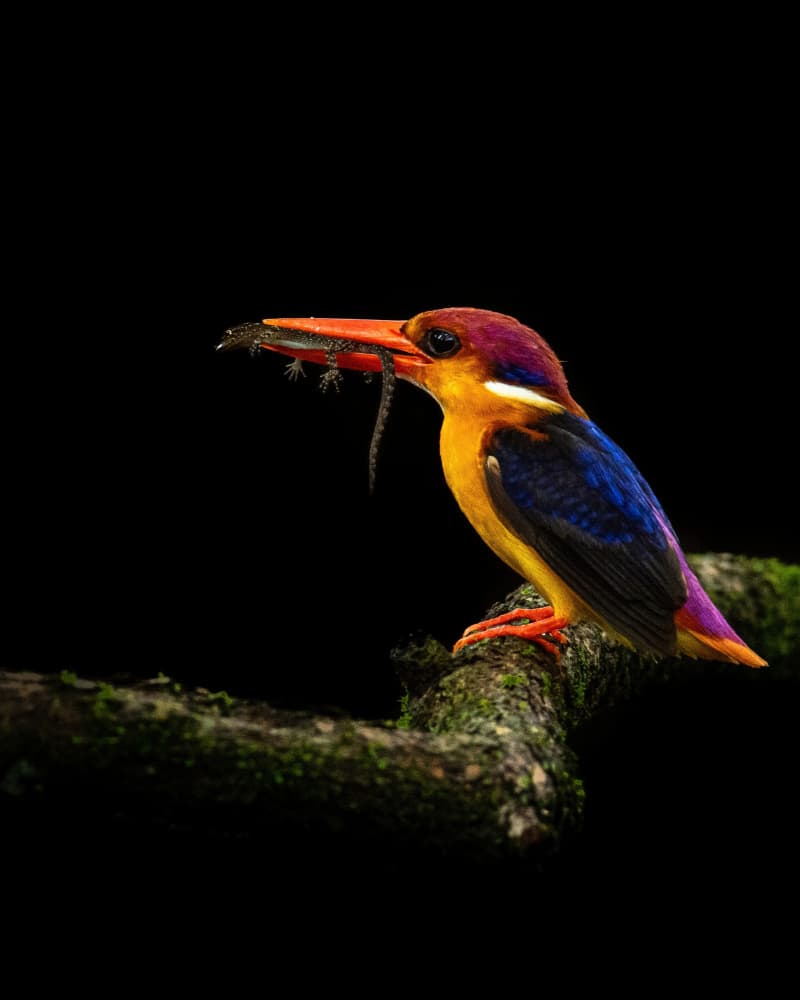 Colorful Kingfisher Catch by Sooraj Nalloore — canvas wall art