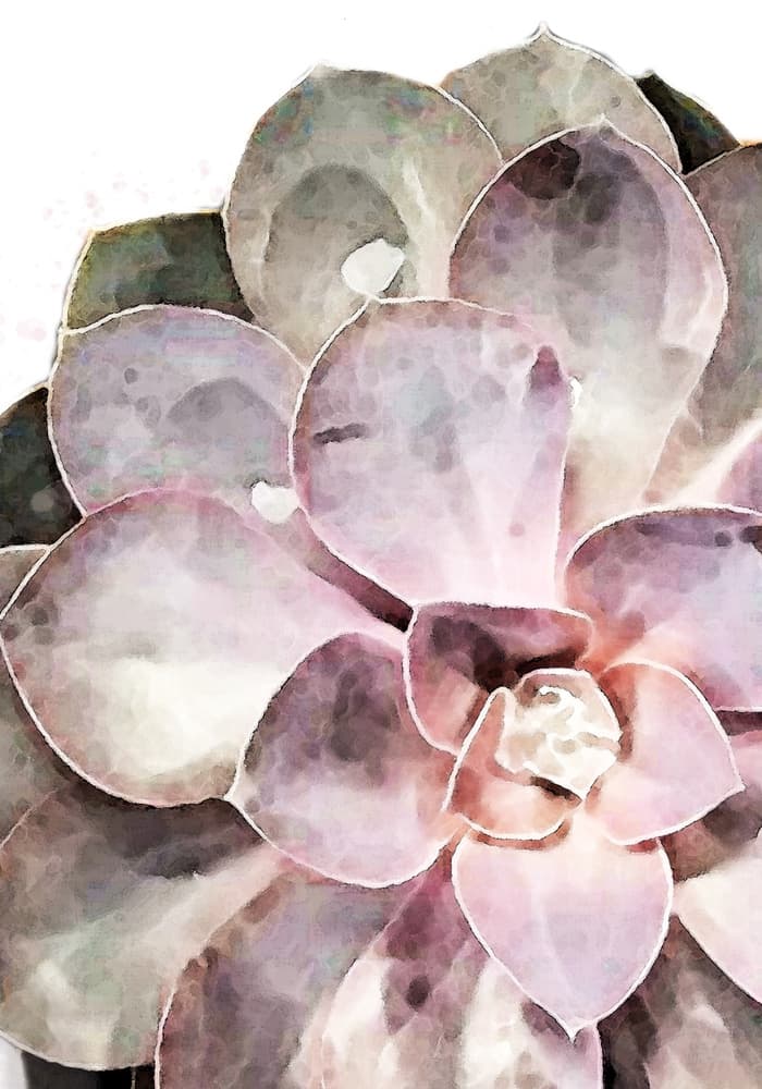 Watercolor Succulent Bloom by Pictufy Studio II — canvas wall art