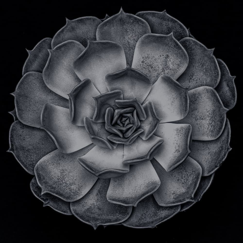 Monochrome Succulent Rosette by Pictufy Studio III — canvas wall art