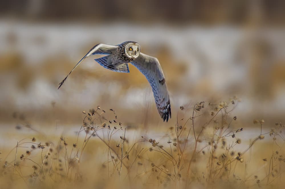 Gazing Owl in Flight by Jacob (Jian) Xu — canvas wall art