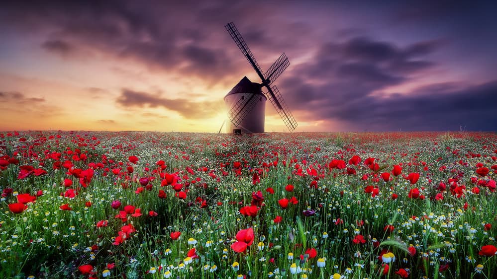 Poppy Field Windmill Sunset by Jose Antonio Triviño Sanchez — canvas wall art