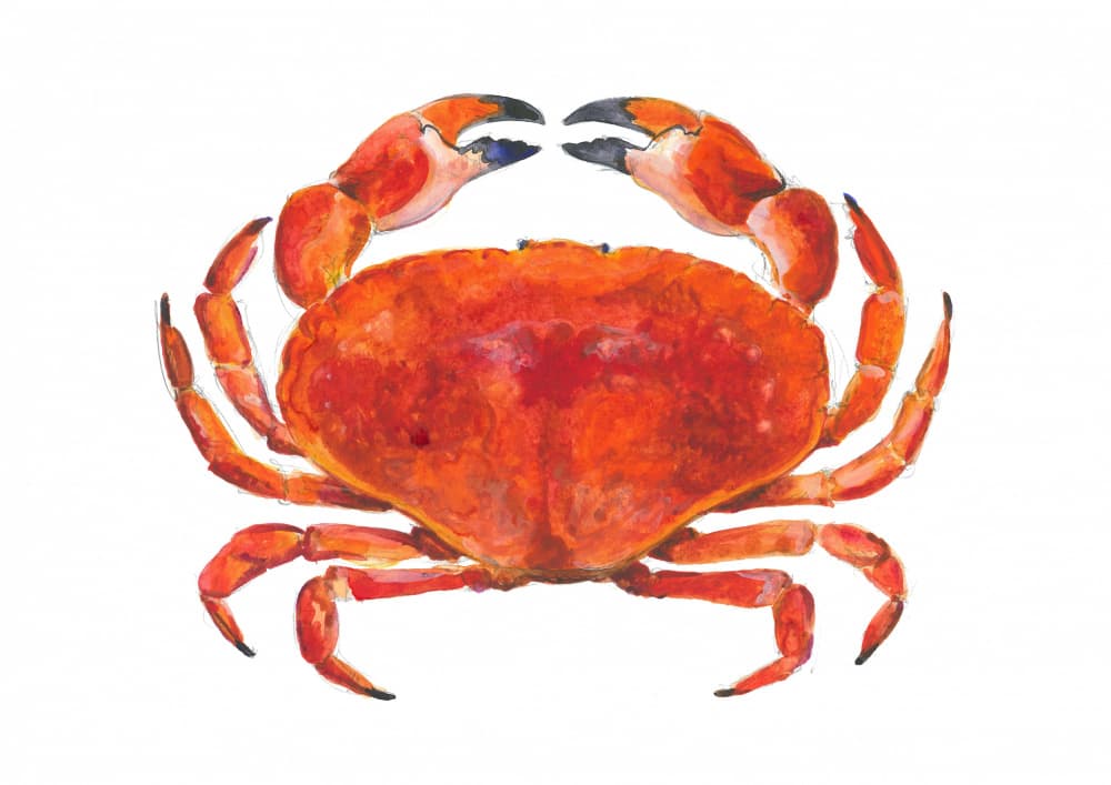 Realistic Red Crab by Isabelle Brent — canvas wall art