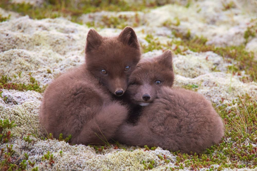 Sweet Fox Kits Cuddle by Judith Kuhn — canvas wall art