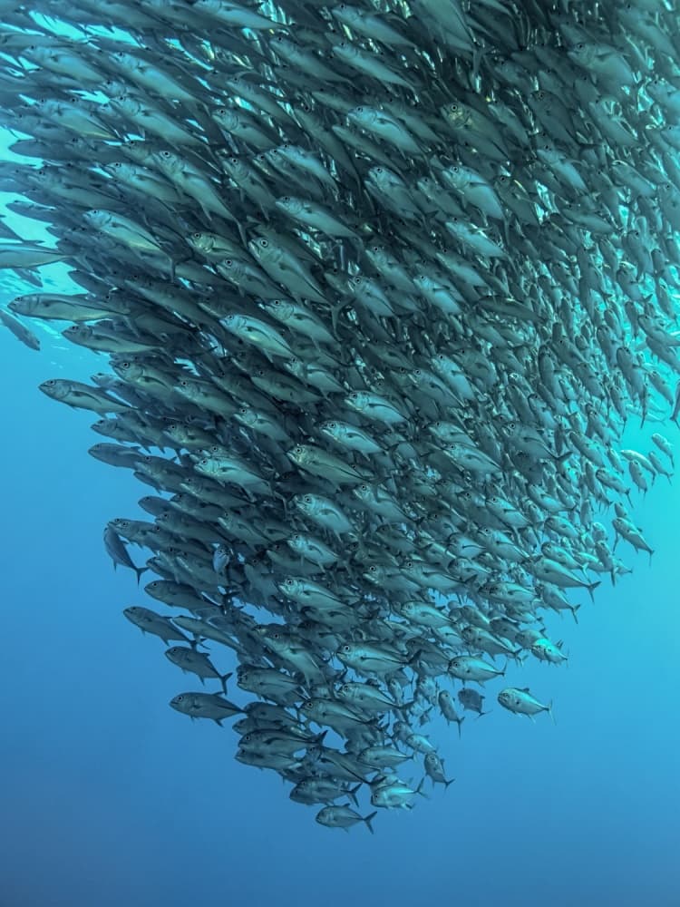 Swirling School Of Fish by Henry Jager — canvas wall art