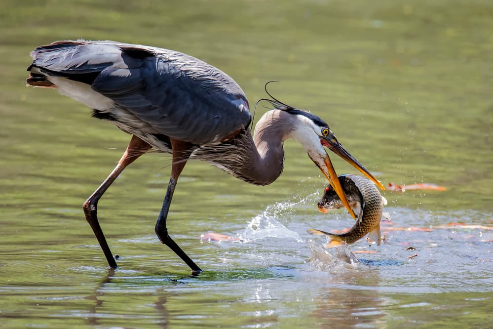 Great Blue Heron's Catch by David H Yang — canvas wall art