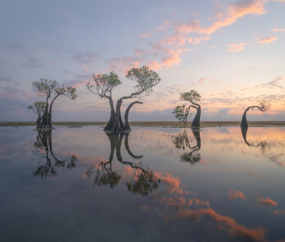 Serene Mangrove Reflections by Dawn X W — canvas wall art