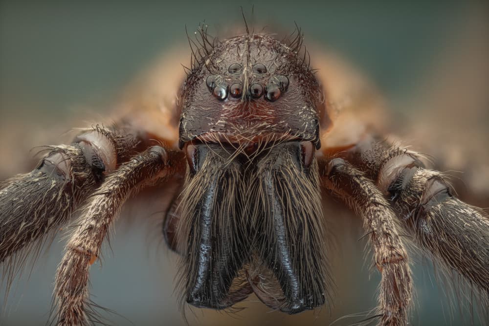 Intense Spider Close-up by Rico Cavallo — canvas wall art