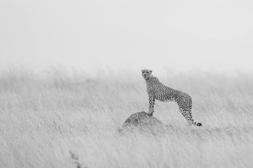 Watchful Cheetah on Rock by Manish Nagpal — canvas wall art