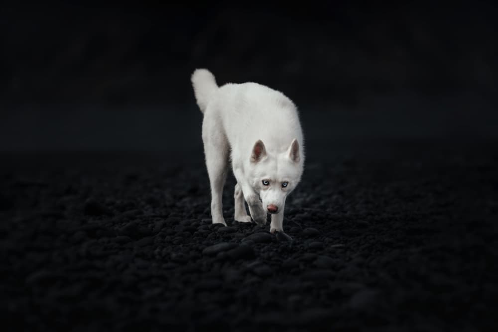 White Husky Black Sand by Ve Shandor — canvas wall art